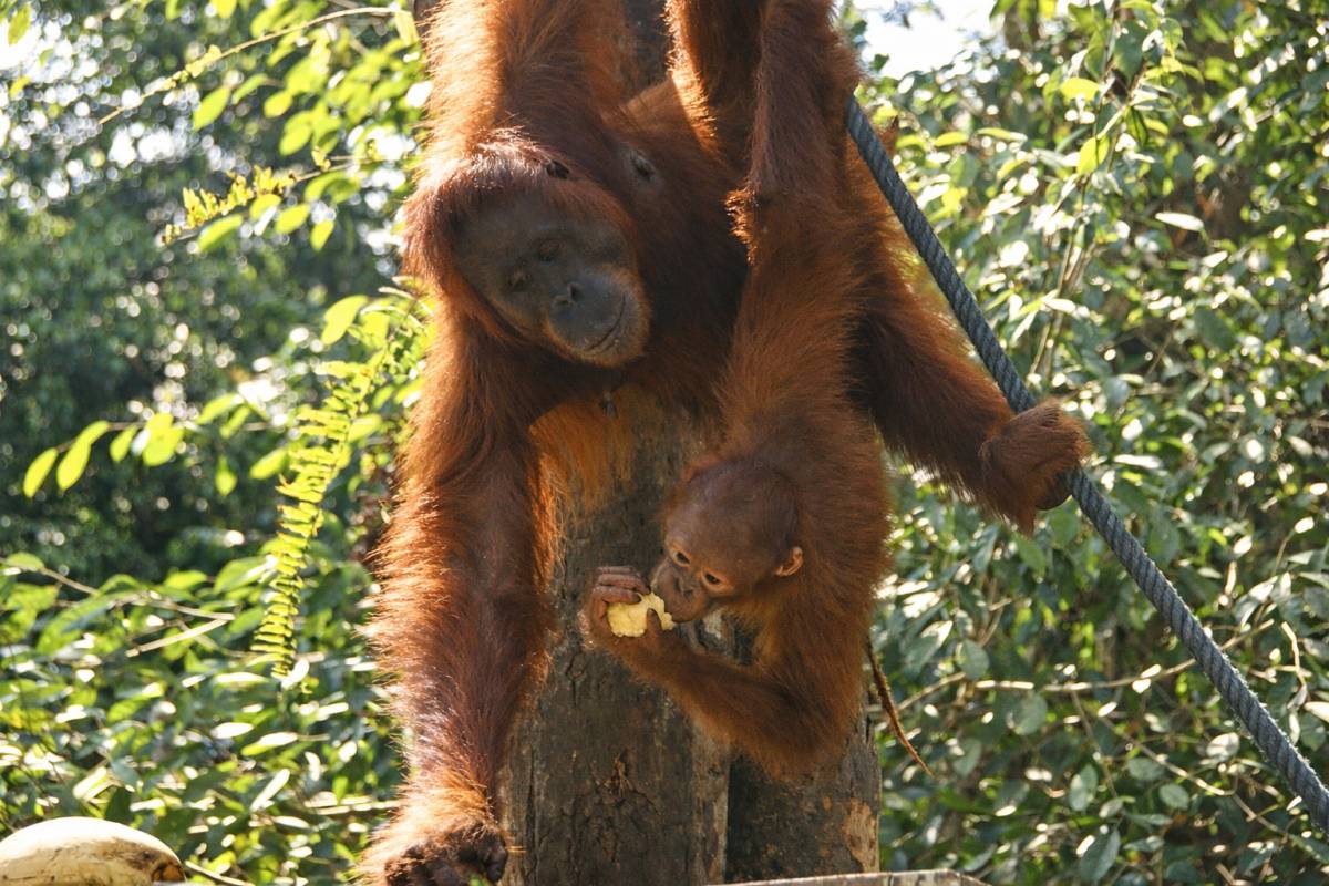 Sabah Stories