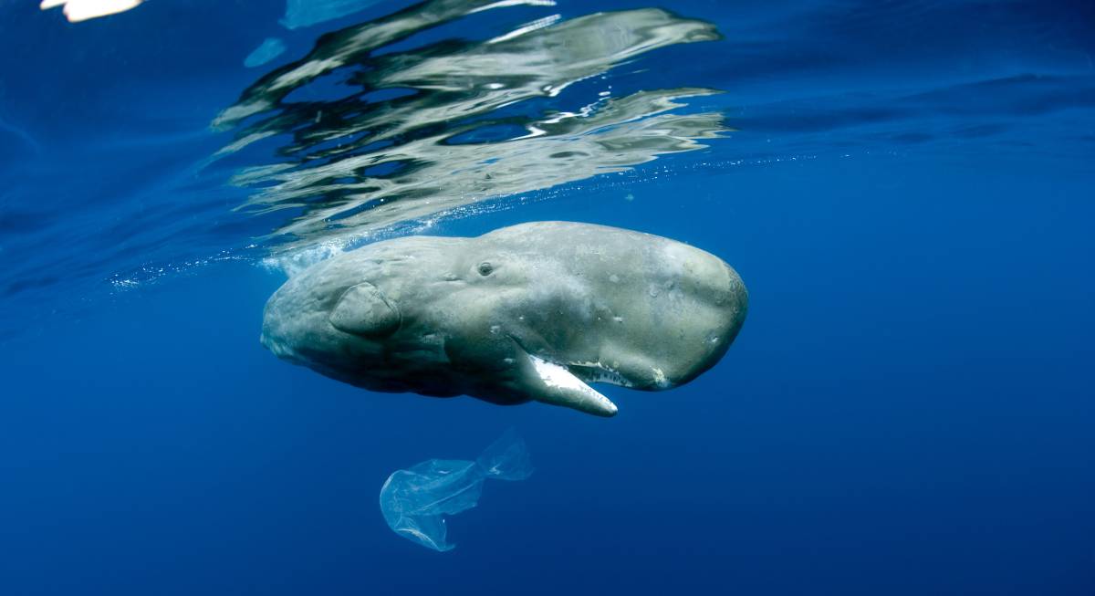 From Vision to Impact: Two Years Supporting the Longevity of the World’s Oceans