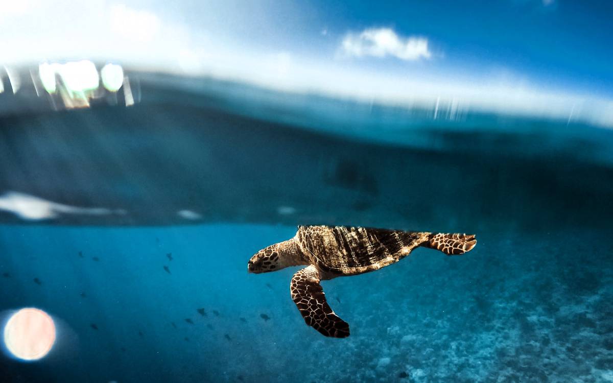 From Vision to Impact: Two Years Supporting the Longevity of the World’s Oceans