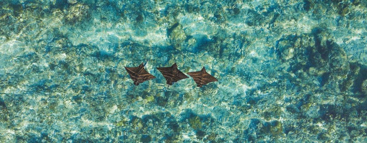 From Vision to Impact: Two Years Supporting the Longevity of the World’s Oceans