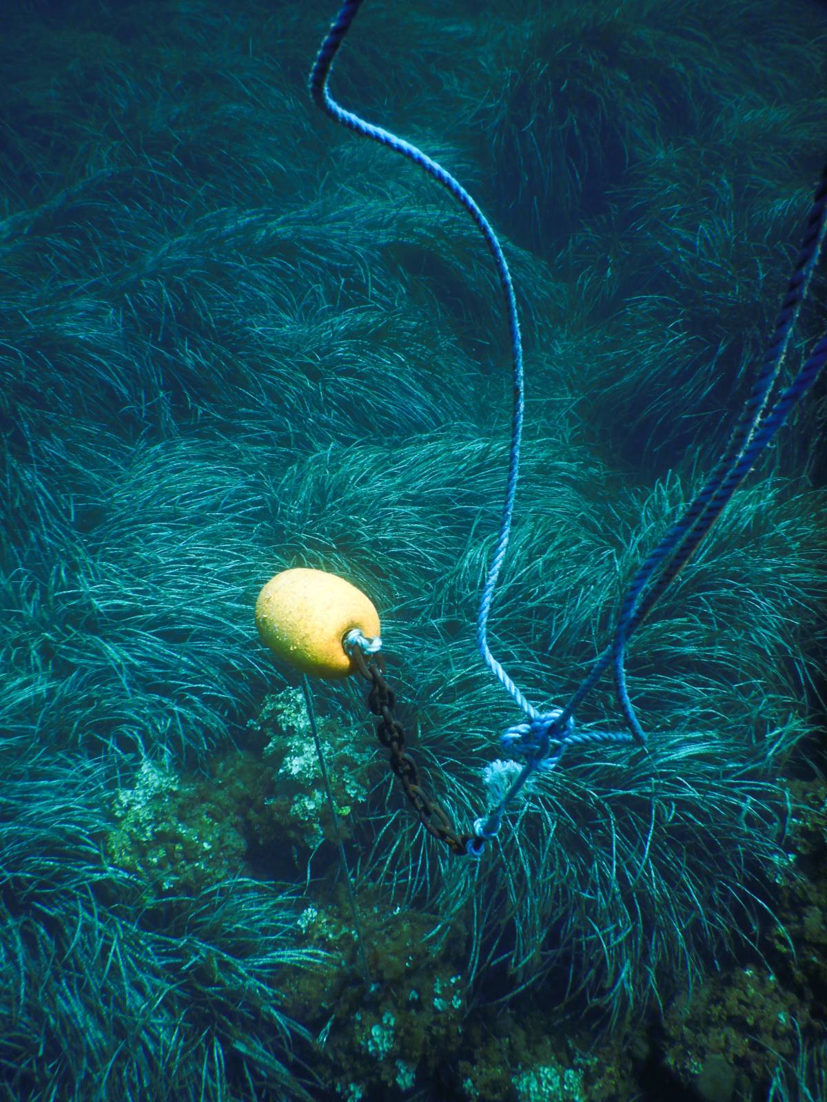 From Vision to Impact: Two Years Supporting the Longevity of the World’s Oceans