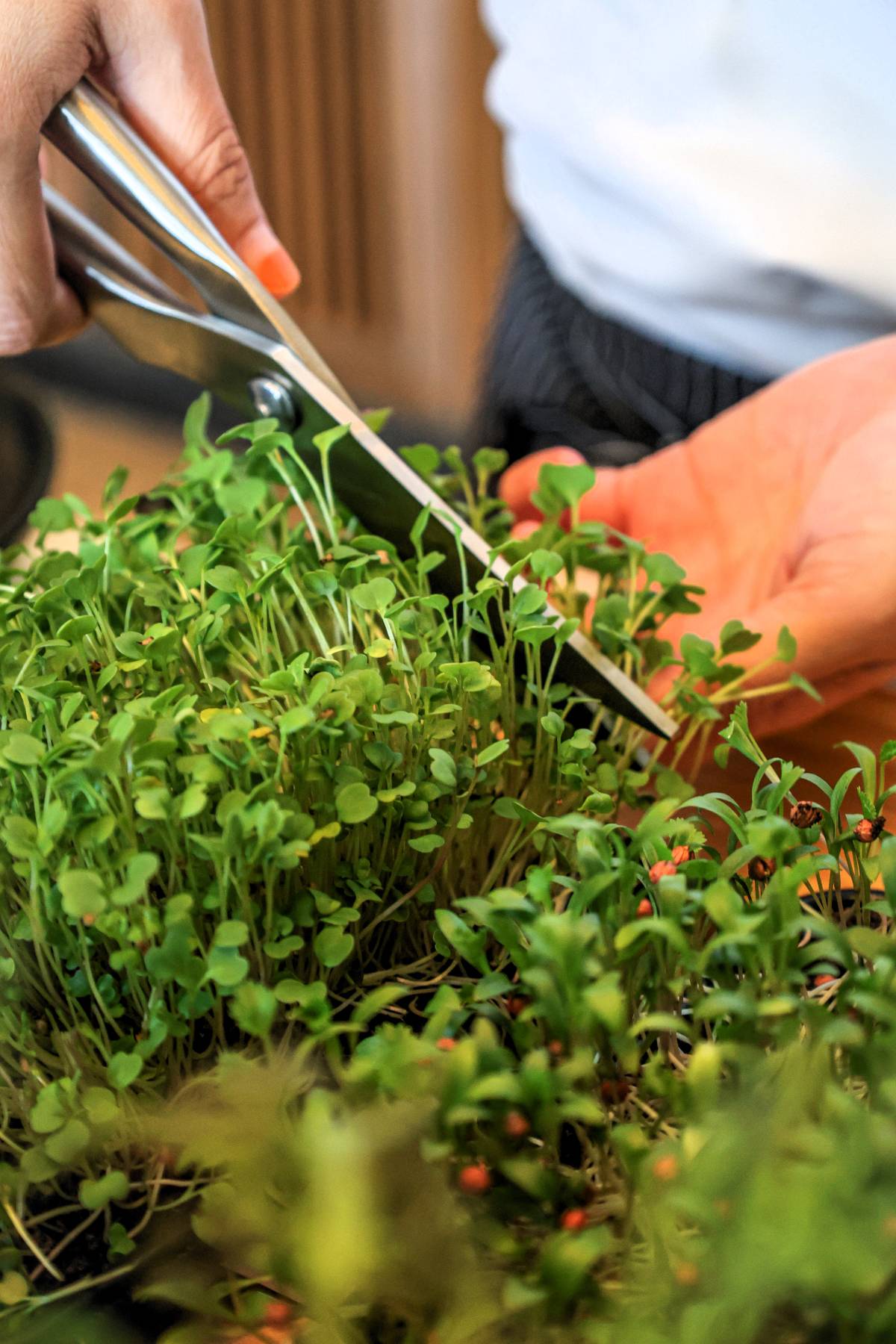 The St. Regis Langkawi Unveils The Boomgrow Experience, Where Cultivation Meets Culinary Artistry