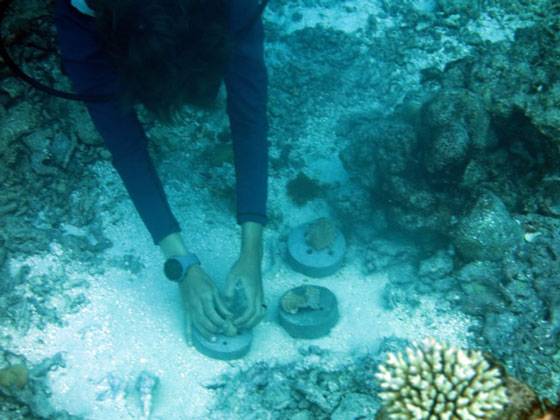 Coral Regeneration Initiative Underway at Outrigger Resort in Maldives