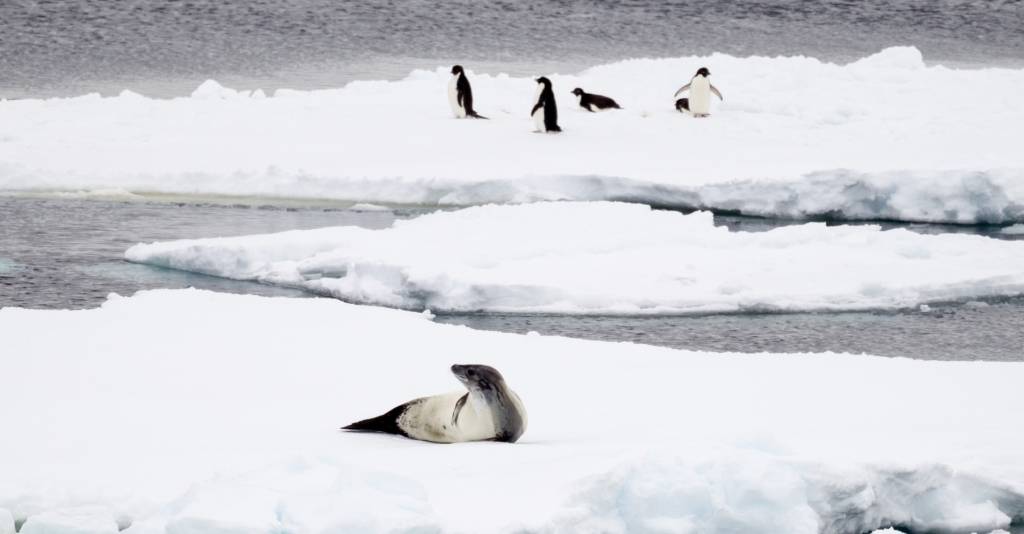  Oceanwide Expeditions supports Marine Protected Areas in Antarctica