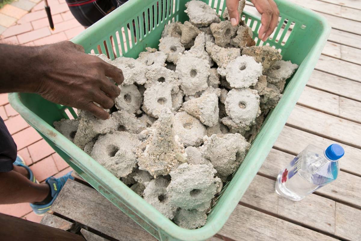 Coral Planting Program Boosts Reef Marine Life at Outrigger Fiji Beach Resort